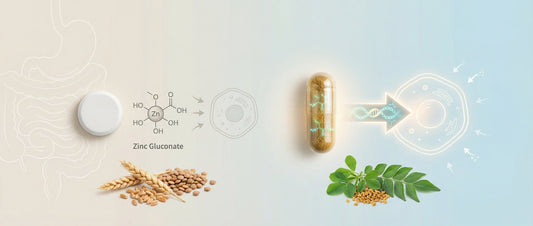 Visual comparison of zinc asparto glycinate and zinc gluconate showing differences in absorption pathways and digestive tolerance for Indian adults