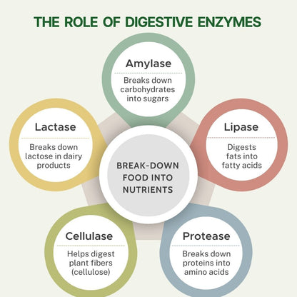 Digestive Enzymes with Bromelain for Gut Health & Metabolism - 60 Veg Capsules