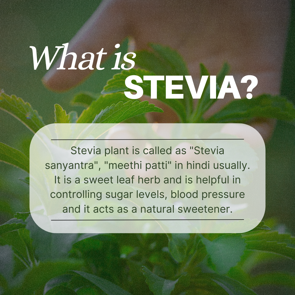 Stevaya  Stevia Based Natural Sweetener - 400 Grams | Zero Calorie Sugar Substitute | Ideal for Beverages and Baking