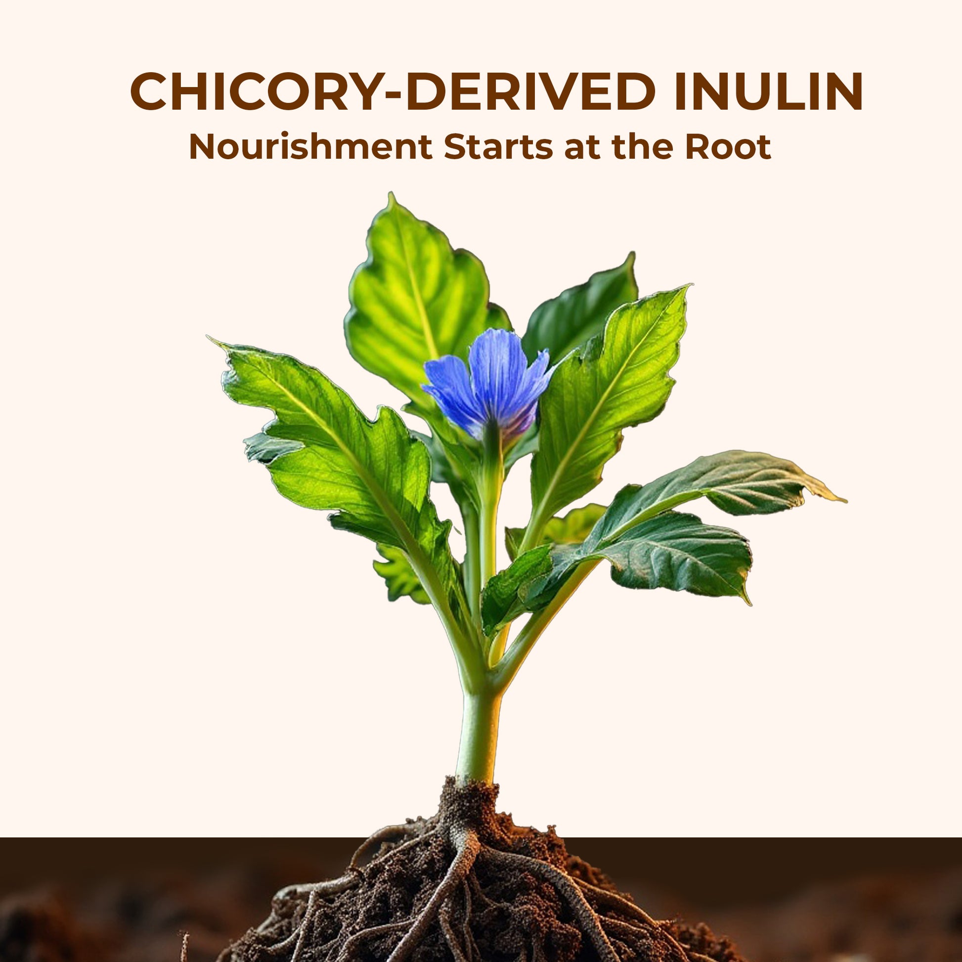 Pure Nutrition Inulin Powder – Prebiotic Fiber – 250g