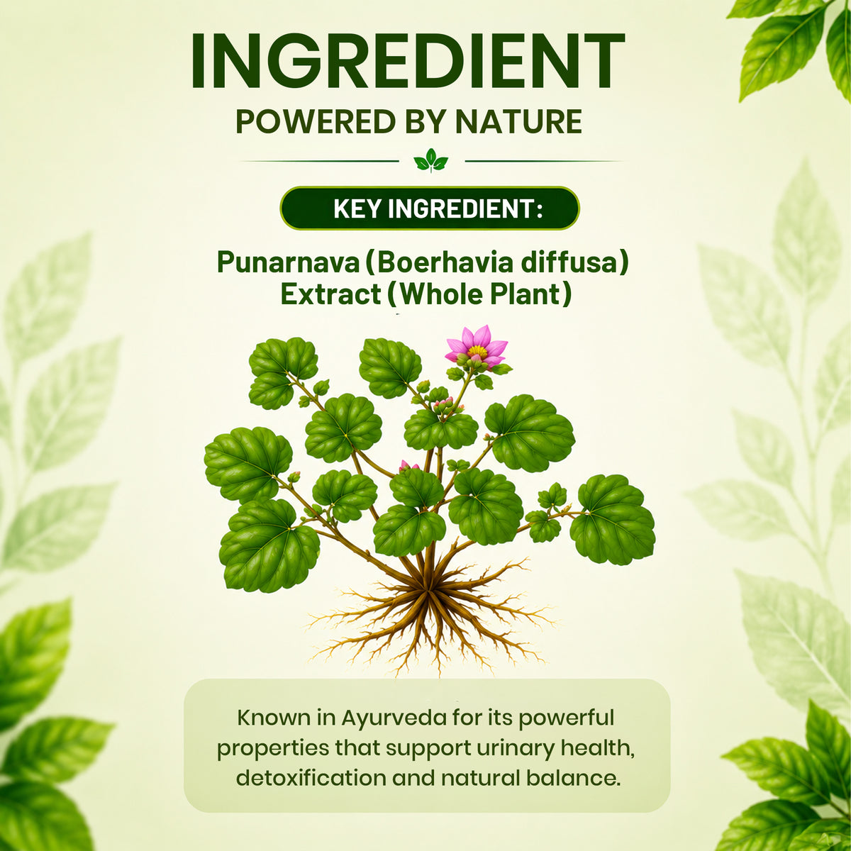  Punarnava tablets by Pure Nutrition 