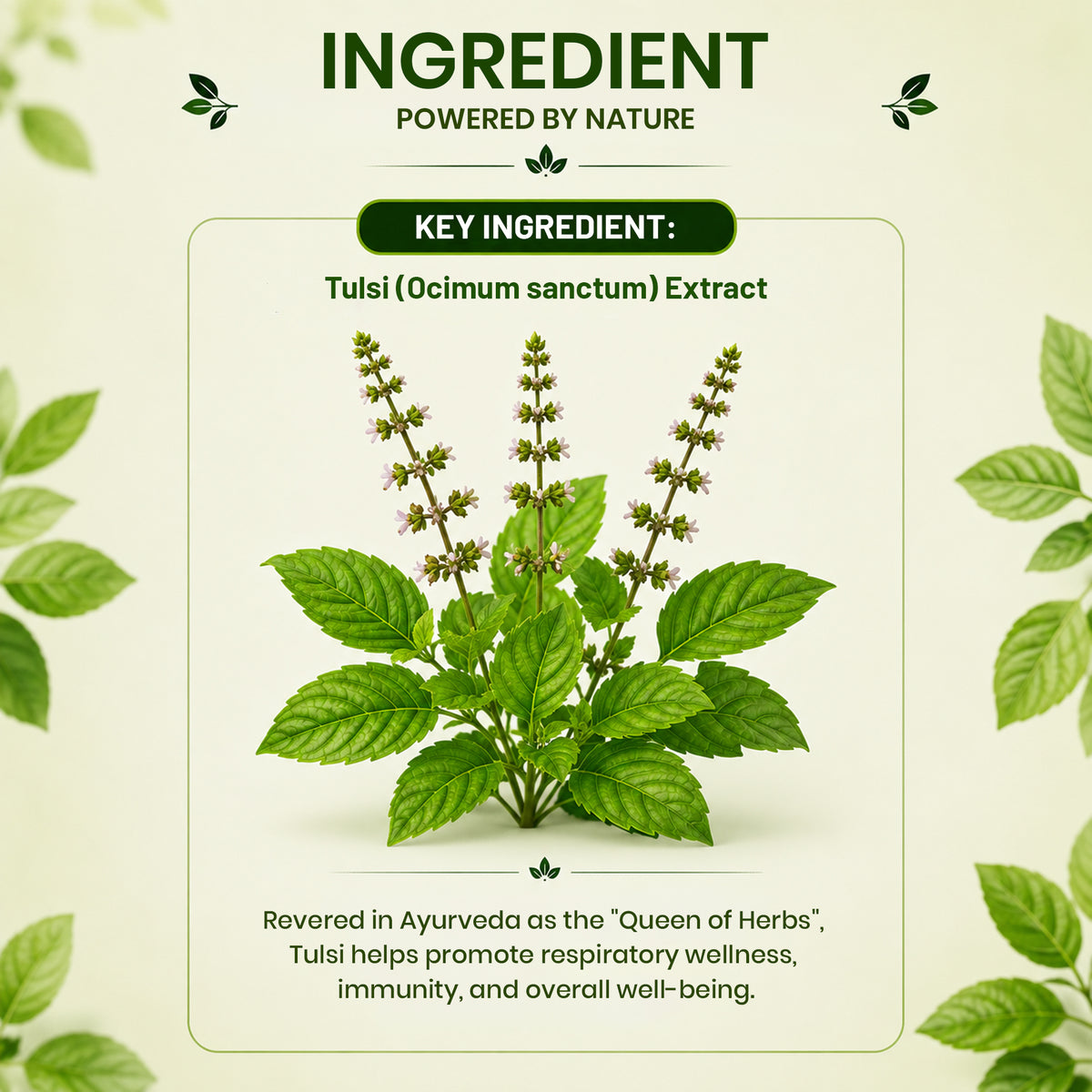 Pure Nutrition Tulsi Tablets | Holy Basil Extract for Respiratory & Immune Wellness Support | Ayurvedic Herbal Supplement